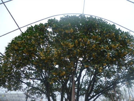 山东桂花树