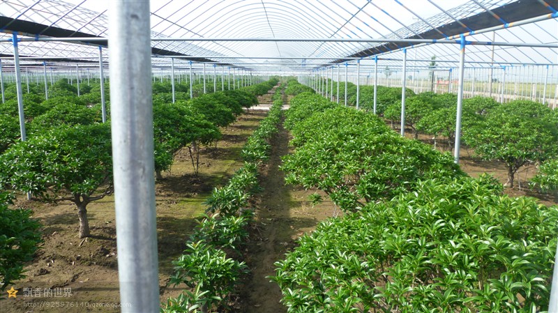 山东桂花树价格