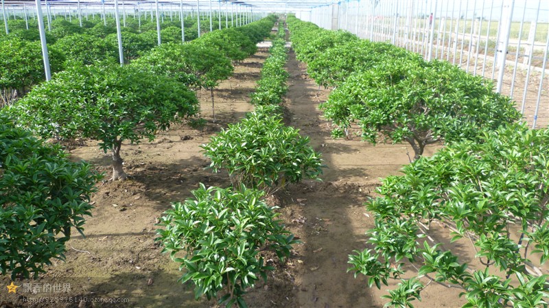 桂花树
