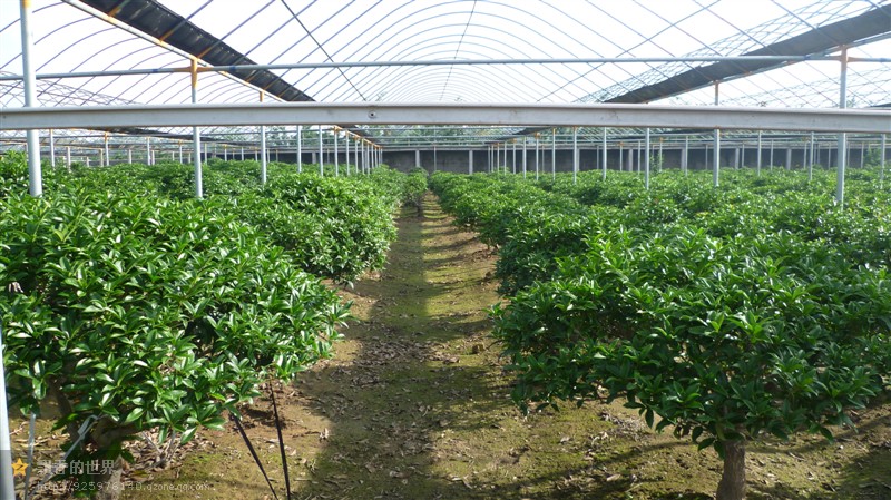 桂花树种植基地