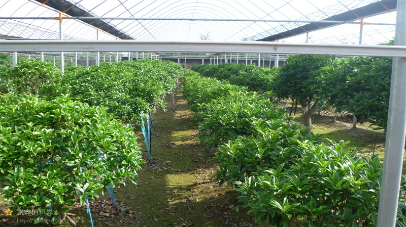 桂花树种植基地