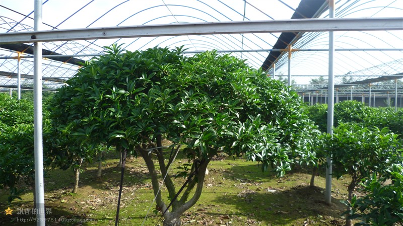 山东桂花树