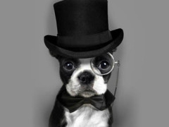 【卡塔儿】烟台宠物美容学校 烟台宠物美容师培训学校